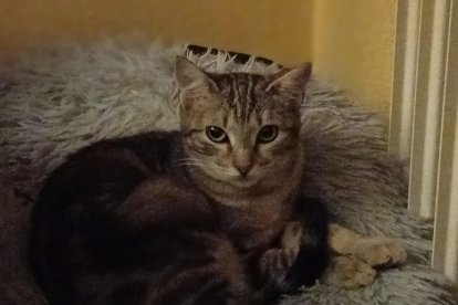 Coco, la gatina abandonada en una colonia de callejeros