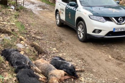 En enrejado está totalmente deteriorado y lleno de agujeros.  La Guardia Civil acudió al lugar para investigar los hechos.