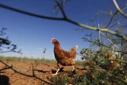 Una gallina en un pueblo del Páramo.