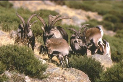 Imagen de archivo de un grupo de cabra montés, cuya caza está regulada por ley.