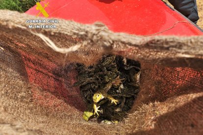 Ranas decomisadas en la operación de la Guardia Civil.