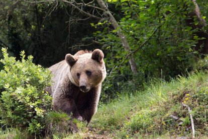 Según el último censo nacional la población de osos cuenta con unos 370 ejemplares.