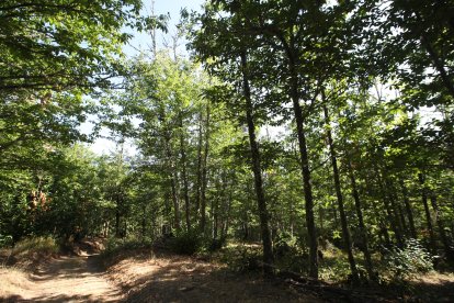 Soto de castaños de Villar de los Barrios
