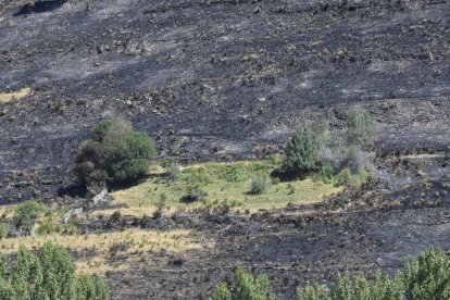 Huella del fuego en el entorno de Fasgar.