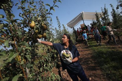 Un momento de la recogida de la pera en esta campaña.
