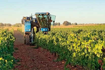 Comienzo de la vendimia el pasado sábado en las Bodegas Gordonzello, en Gordoncillo.