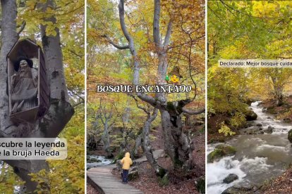 El Faedo de Ciñera, declarado el bosque mejor cuidado de España, ofrece un recorrido entre leyendas, pasarelas y paisajes otoñales que parecen sacados de un cuento.