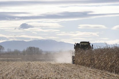 Una cosechadora trabaja en un campo de maíz.
