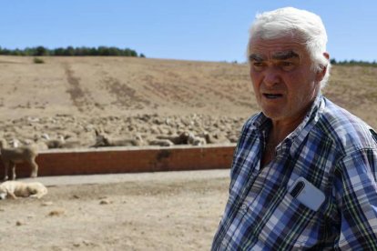 Paco Morgado entre Corcos y LLamas de Rueda, con su rebaño camino de Extremadura.