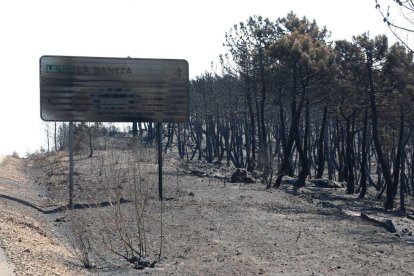 Monte quemado en la zona de La Bañeza.
