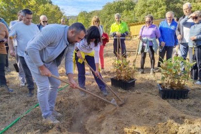 El alcalde de Corullón también plantó junto a otros vecinos un castaño inoculado en el soto experimental.