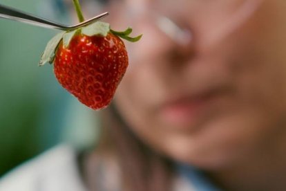La tecnología busca alimentos más saludables.