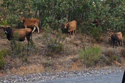 Las vacas superan la treintena, según señalan algunos vecinos.