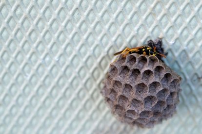 La trifopobia es un miedo irracional a los agujeros y las protuberancias.