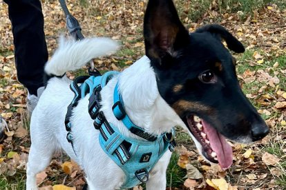 Barri, un fox terrier de pura raza y pelo liso que busca familia.