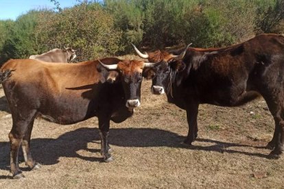 Ejemplares de la raza Mantequera Leonesa.
