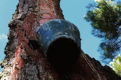 El sector de la resina tiene varias zonas productoras en la provincia.