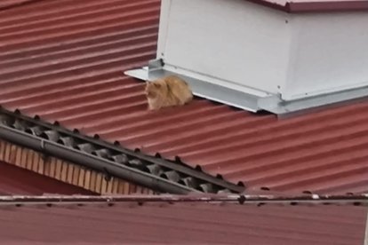 La gata en el tejado