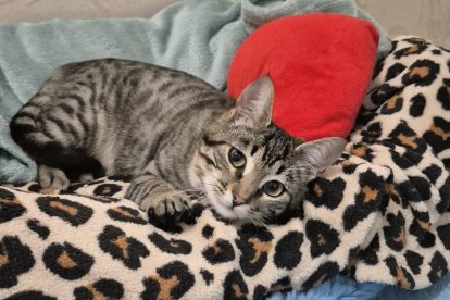 Tabby, en la casa en la que buscó refugio.