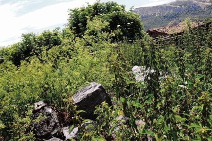 Piedras del Palacio de los Allende cubiertas por hierbas y maleza.