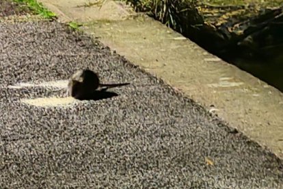 Los vecinos han empezado a hacer fotos a las ratas para atestiguar su queja.