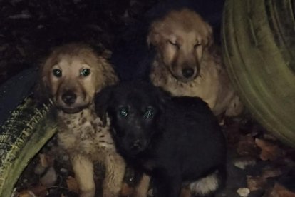 Tres de los cinco cachorros que dejaron abandonados de noche, en mitad de la helada.