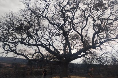 La encinona de Genestacio de la Vega se mantiene en pie con la esperanza de que pueda regenerarse.