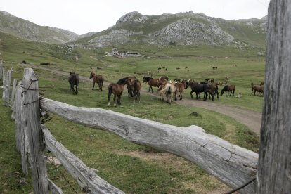 Caballos en un paraje de Babia, en una imagen de archivo.