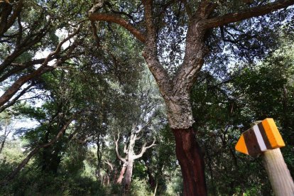 El zofreral de Cobrana, en imagen de archivo.