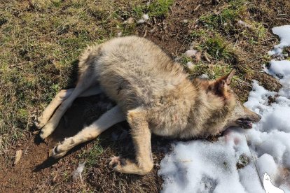 Lobo muerto en Palencia