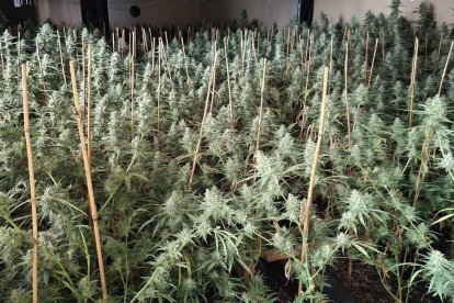 Una plantación de marihuana cuyos propietarios habían pinchado la luz para conseguir energía.