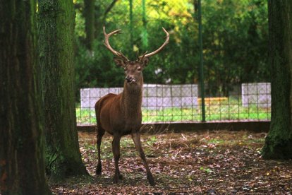 Imagen de archivo de un animal similar en León.
