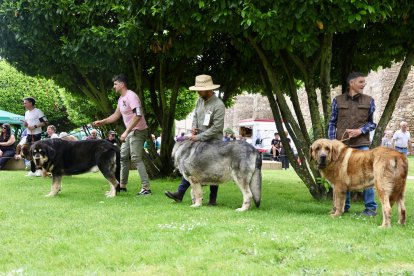 Un momento del campeonato de mastín que se ha celebrado este sábado en Astorga.