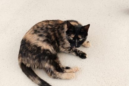 La gata sin nombre.