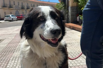 Zeus, el perro abandonado en la calle con un tumor