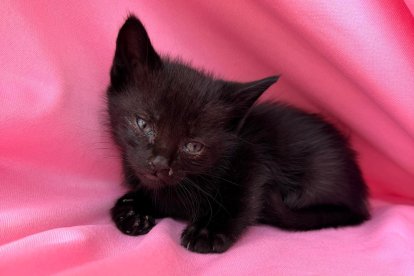 Martini, la 'panterita' negra.