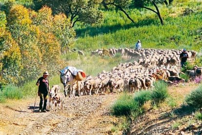 Un rebaño trashumante extremeño baja de Valverde de la Sierra en el otoño de 2025.