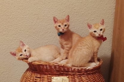 Elvis, Elton y Etta.