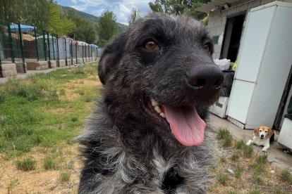Adopta un perro: Emiliano