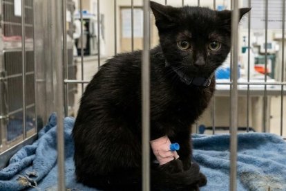 Adopta un gato: Pantera