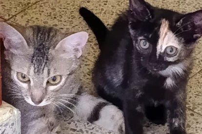 Vela y Nova buscan familia.