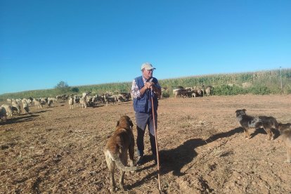 Manuel Morán, con su rebaño de ovejas cornudas en pagos de Valcabado tras bajar de la montaña.