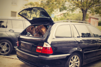 Las multas de la DGT si tu perro no va bien atado en el coche oscilan entre los 80 y los 500 euros.