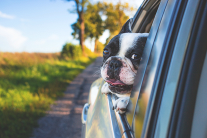 Las multas de la DGT si tu perro no va bien atado en el coche oscilan entre los 80 y los 500 euros. PEXET