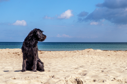 Un perro en una playa