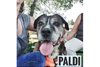 Paldi tiene 13 años