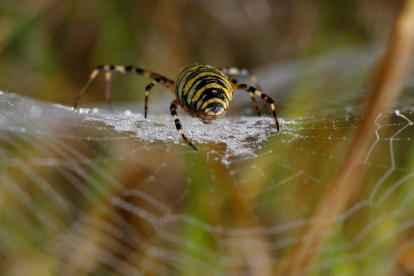Una araña teje su tela cerca de Katterbach (Alemania) DANIEL KARMANN