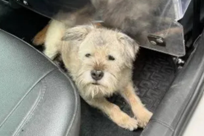 La perra Lucky, ya recuperada por la Policía Cantonal de Ginebra. PCG