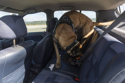 El Servicio cinológico de perros de la Guardia Civil. FERNANDO OTERO