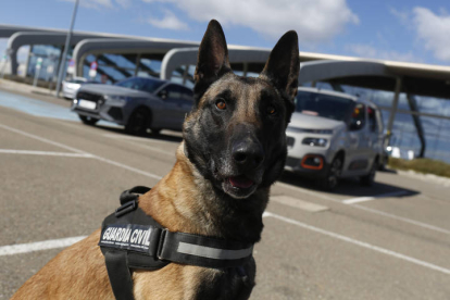El Servicio cinológico de perros de la Guardia Civil. FERNANDO OTERO